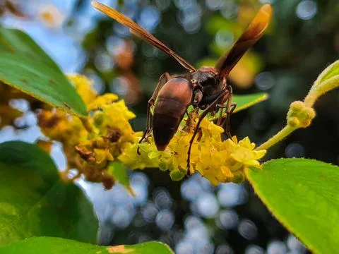 Bees perched on tree flowers Stock Photos