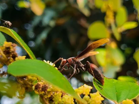 Bees perched on tree flowers Stock Photos