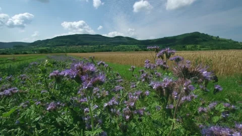 Bees on phacelia flowers at edge of cereal field in summer Stock Footage 333670402