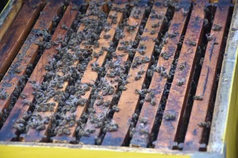 Bees Stock-Fotos