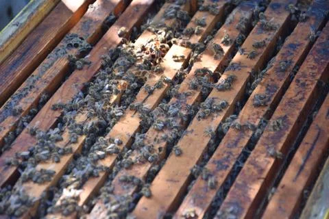 Bees Stock-Fotos