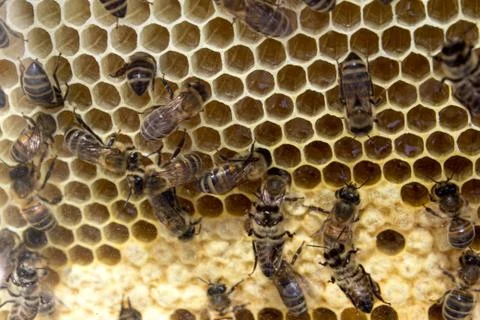 Bees Stock Photos