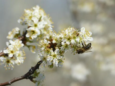 The bees Stock Photos