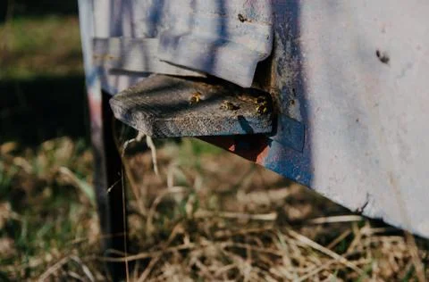 The bees Stock Photos