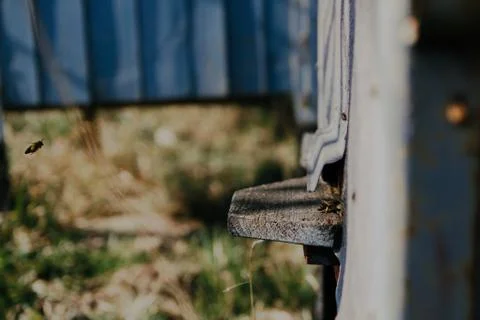 The bees Stock Photos