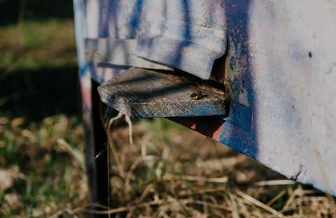 The bees Stock Photos