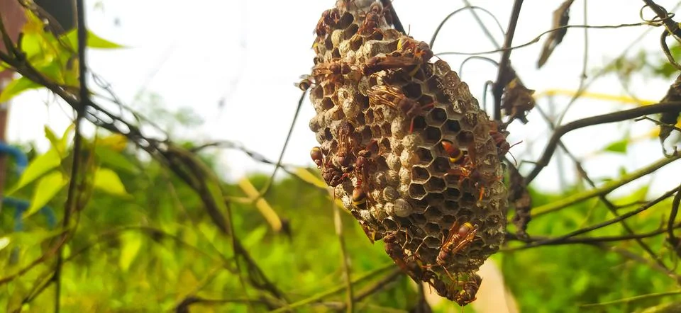 Bees Stock Photos