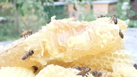 Bees on a piece of honeycomb Stock Footage 160808948