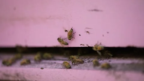 Bees in the pink box hive Stock Footage 255998250