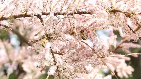 Bees on pink branch Stock-Footage 77156486