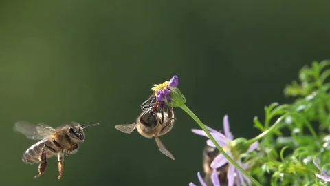 Bees on pink Flower Stock Footage 132351088