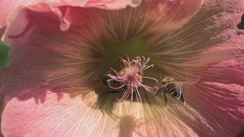 Bees on a pink flower (slow motion). Stock Footage 127541138