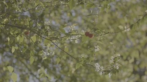 Bees on Pitanga tree 1 Stock Footage 95435977