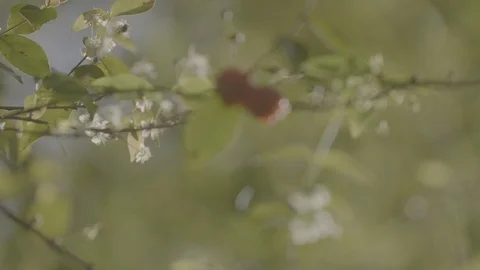 Bees on Pitanga tree 3 Stock Footage 95503265