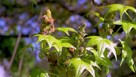Bees on Plane tree blossoms in the early morning sun Video stock 169062346