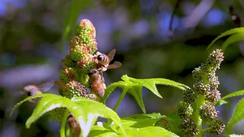 Bees on Plane tree blossoms Video stock 169062465