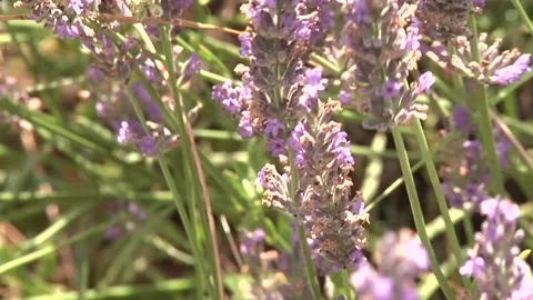 Bees play on lavender Stock Footage 300866132