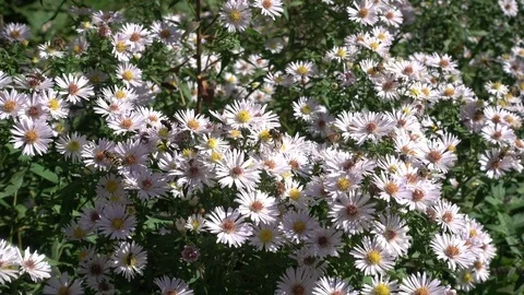 Bees polinating Flowers Stock Footage 98836833