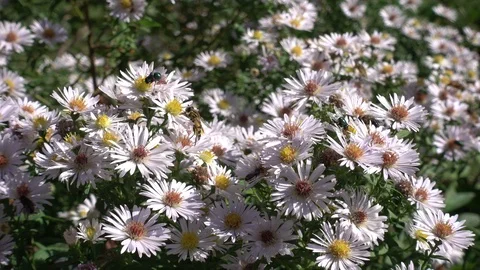 Bees polinating Flowers Stock Footage 98836866