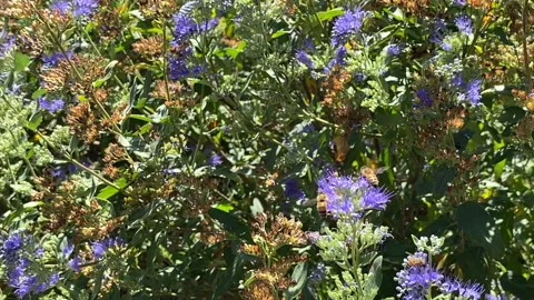 Bees Polinating in Slow Motion Stock Footage 138833587