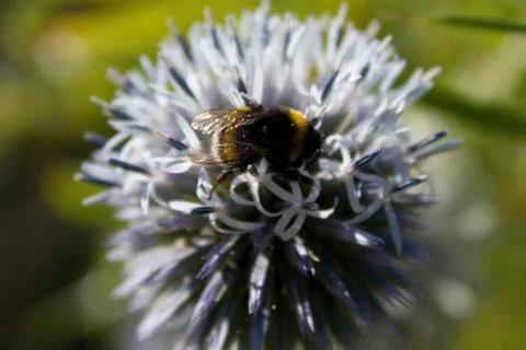 Bees on POLLEN FROM Echinops ritro Stock Photos