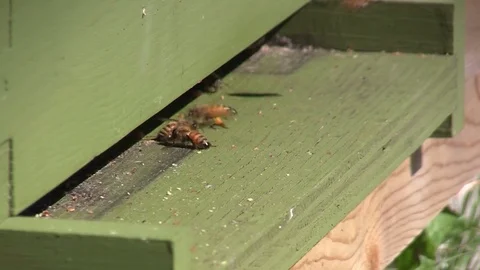 Bees with pollen enter hive CU Stock Footage 122539877