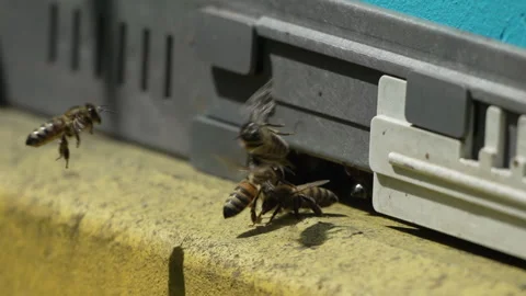 Bees, pollen, hive - Close-up view of bees with colorful pollen on legs near Stock Footage 277571505