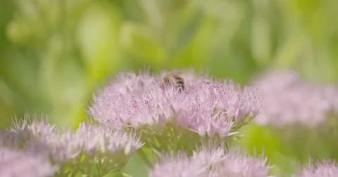 Bees pollenating a flower Stock-Footage 82765751
