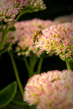 Bee's pollenating flowers Stock Photos