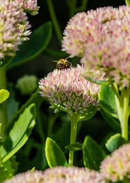 Bee's pollenating flowers Stock Photos