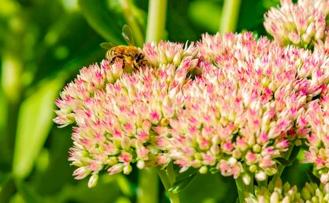 Bee's pollenating flowers Stock Photos