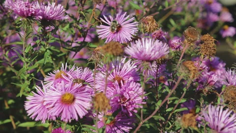 Bees pollinate and collect nectar on flowers Stock Footage 97546636