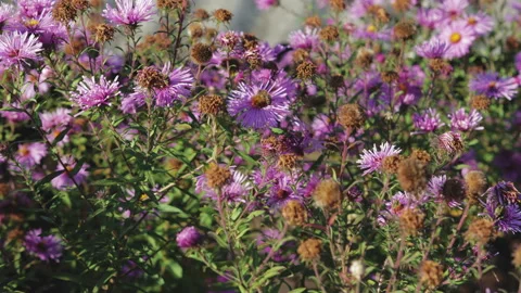 Bees pollinate and collect nectar on flowers Vídeo Stock 97549071