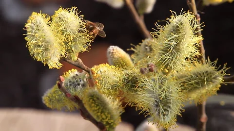 Bees pollinate and collect pollen with nectar on a flowering willow Stock Footage 150107874