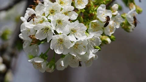 Bees pollinate cherry blossoms in close-up Stock Footage 207509717