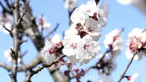 Bees that pollinate cherry blossoms Stock Footage 73479990