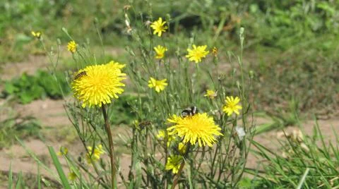 Bees pollinate dandelions Stock Photos