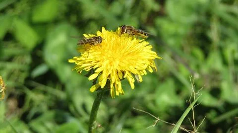 Bees pollinate dandelions Stock Photos