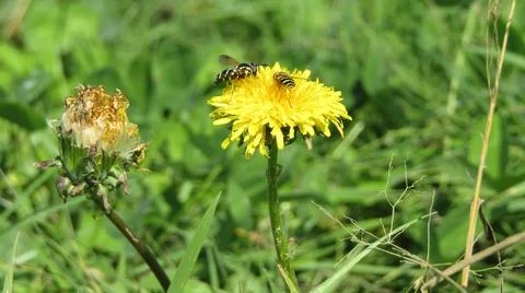 Bees pollinate dandelions Stock Photos