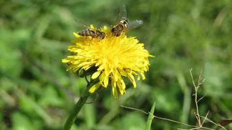 Bees pollinate dandelions Stock Photos