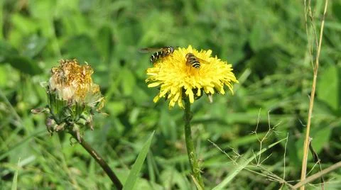 Bees pollinate dandelions Stock Photos
