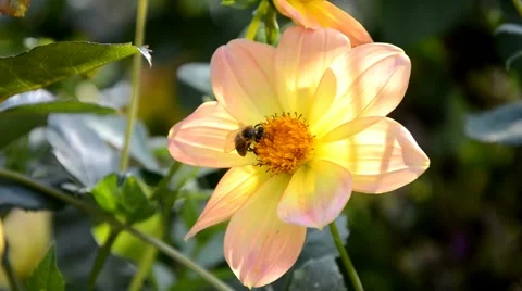 Bees pollinate a flower Stock Footage 44026733