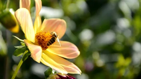 Bees pollinate a flower Stock Footage 44026962