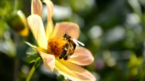 Bees pollinate a flower Stock Footage 44027106