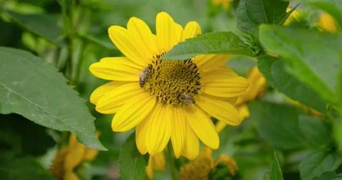 Bees pollinate the flower. Stock Footage 149979202