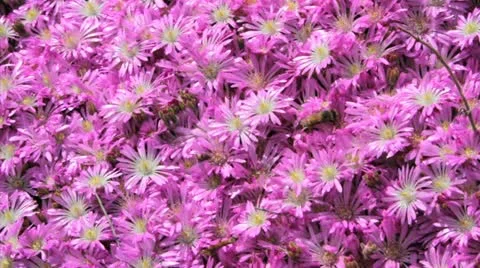 Bees Pollinate Flowers 库存影片 10890694