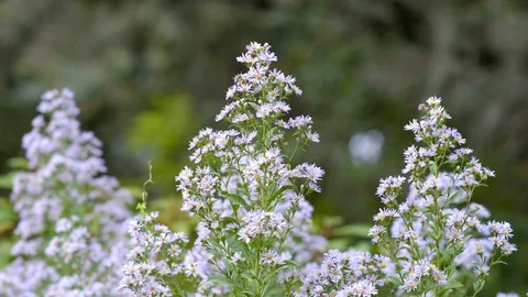 Bees Pollinate Flowers Stockbeeldmateriaal 103620760