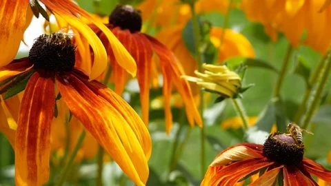 Bees pollinate flowers Video stock 105607586