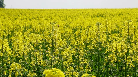 Bees pollinate flowers on a yellow background field. Stock Footage 37669383
