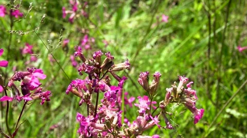 Bees pollinate Видео 226443566